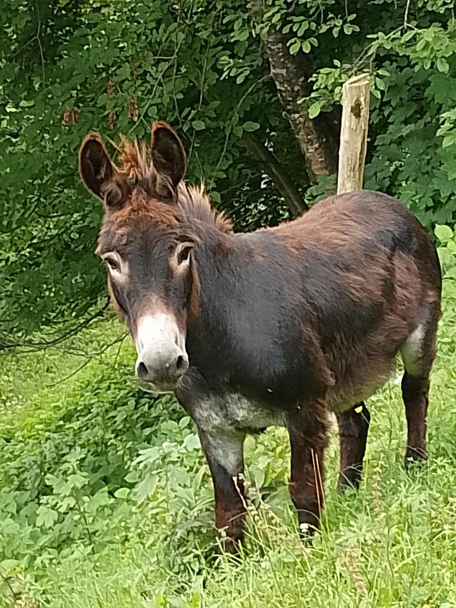 Agriturismo La Casa Nei Boschi Colderu Luaran gambar